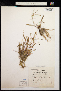 Baldellia ranunculoides image