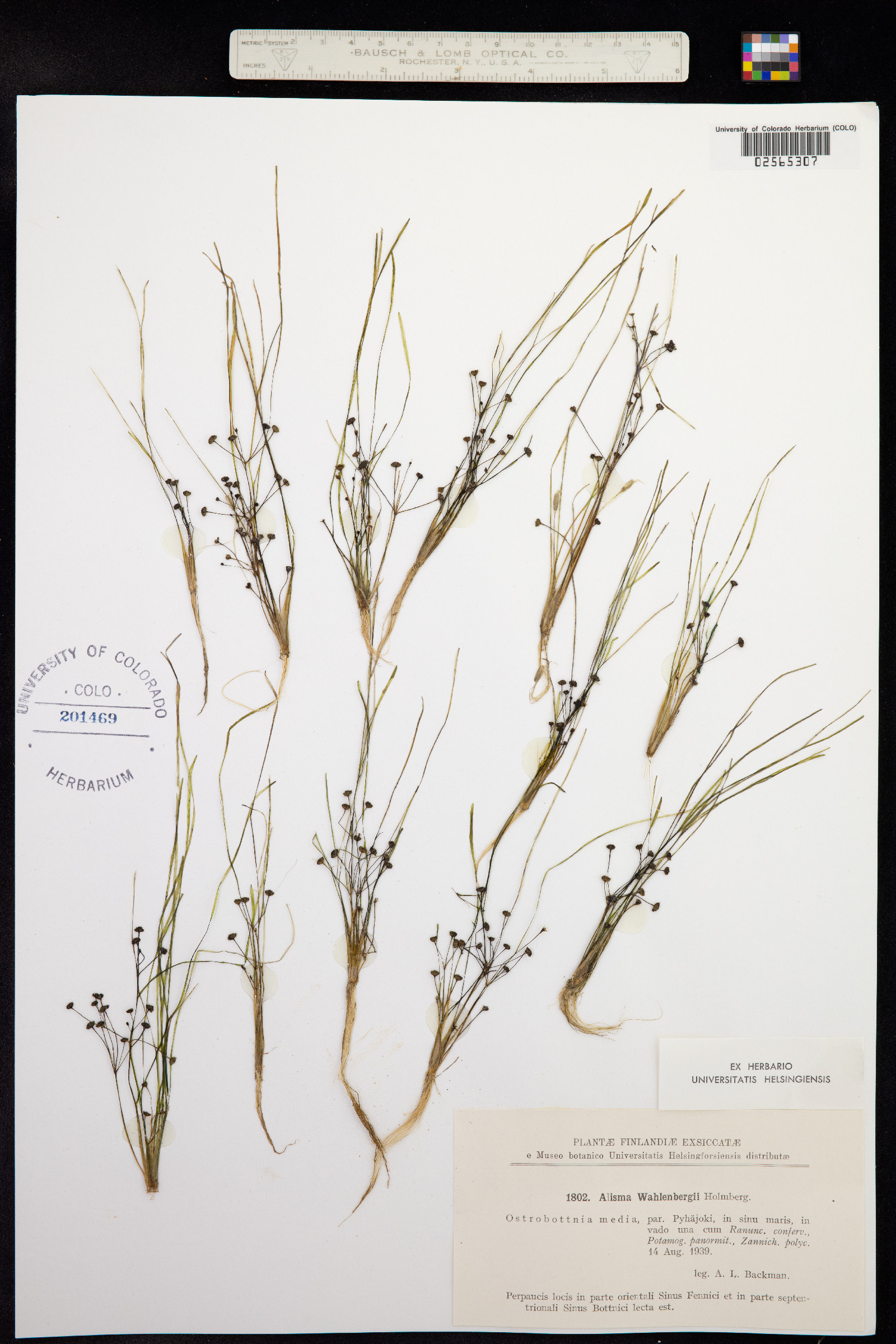 Alisma wahlenbergii image