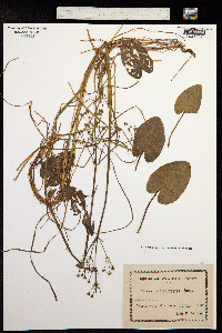 Image of Caldesia parnassifolia