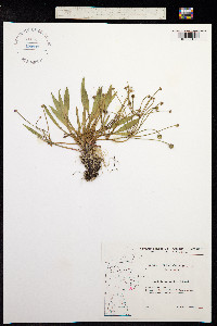 Baldellia ranunculoides image