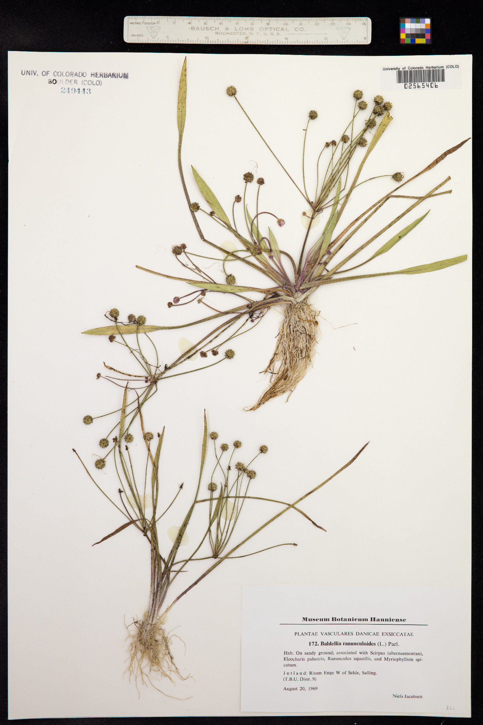 Baldellia ranunculoides image