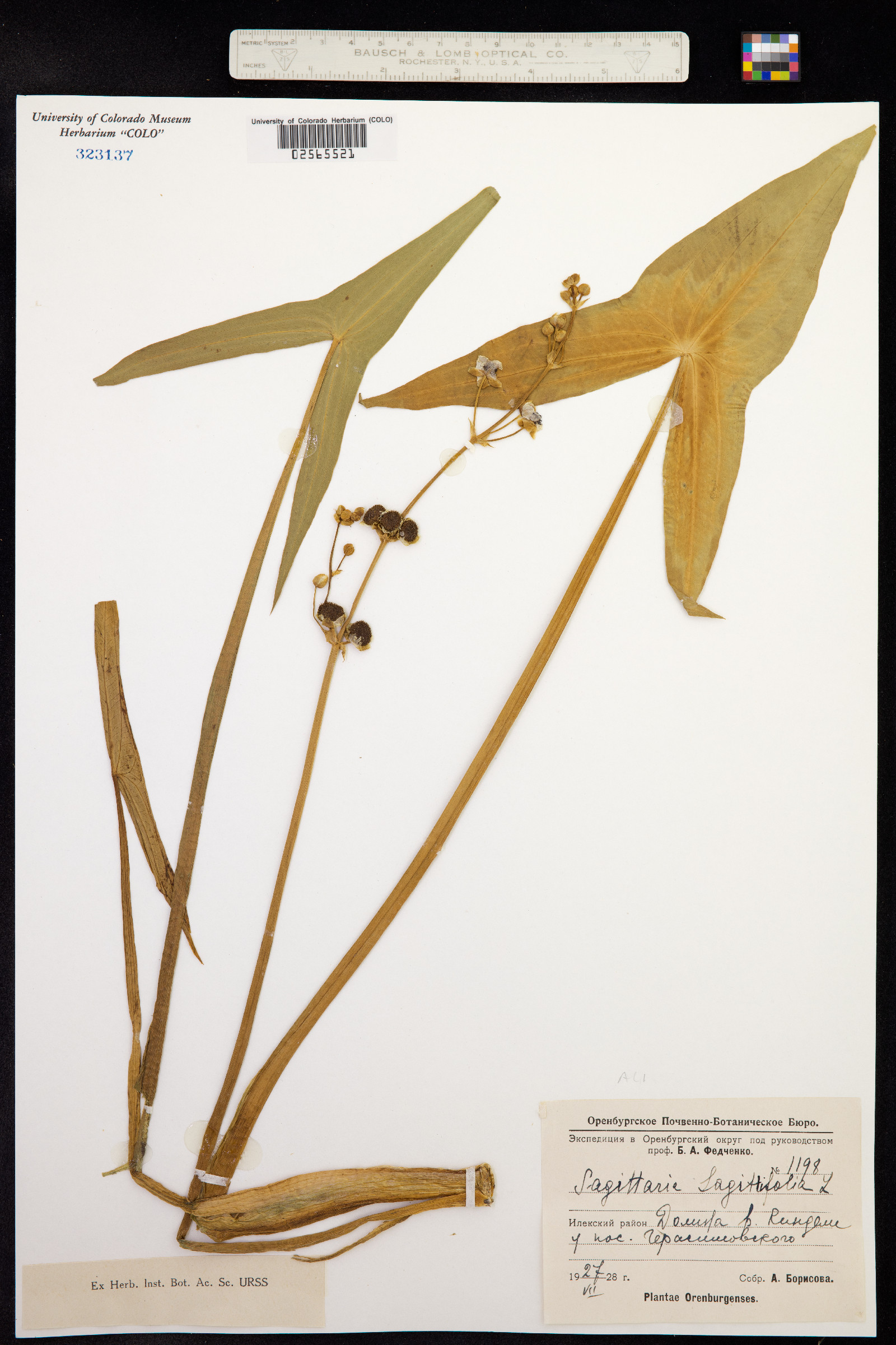Sagittaria sagittifolia image