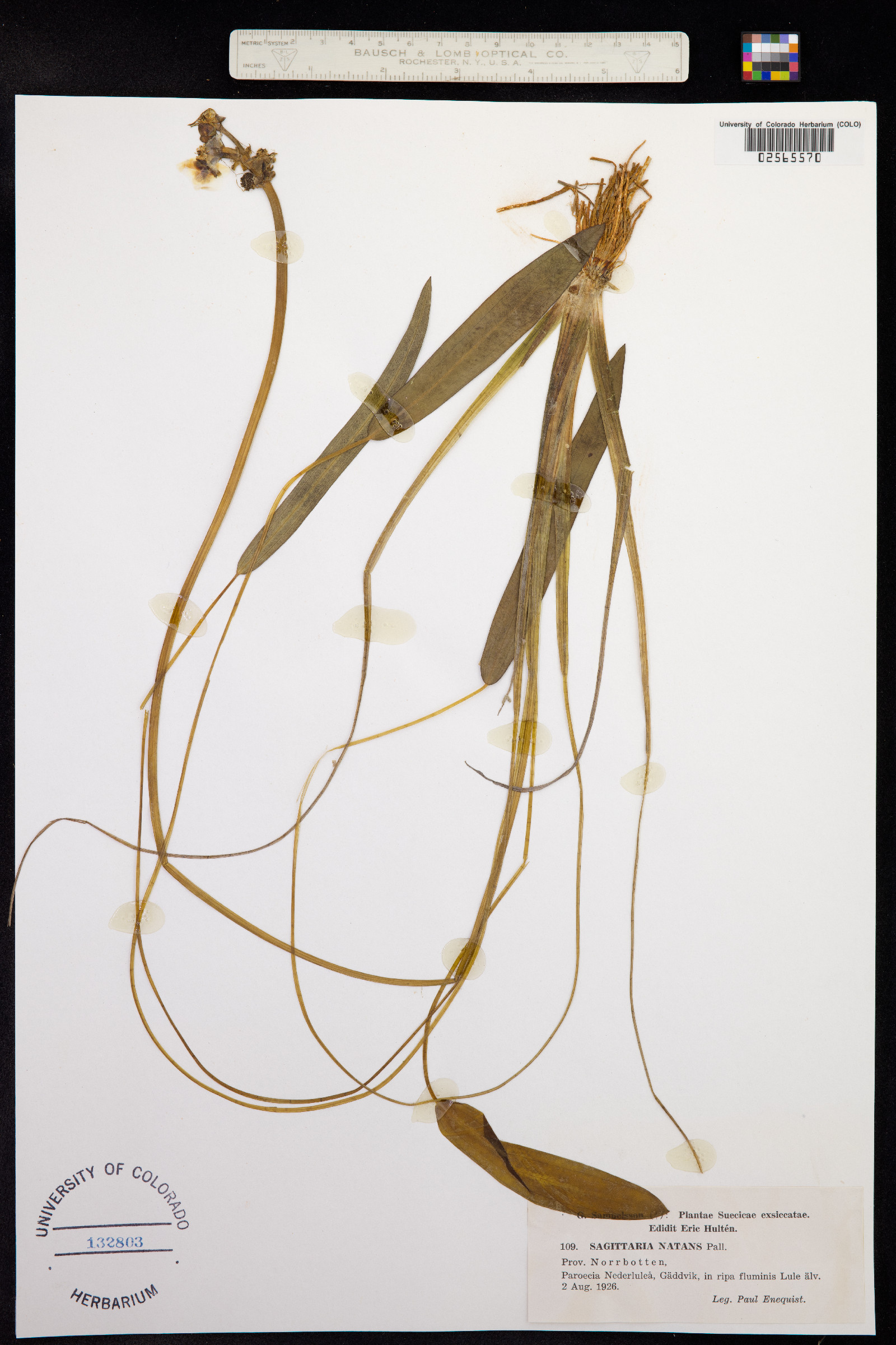 Sagittaria sagittifolia image