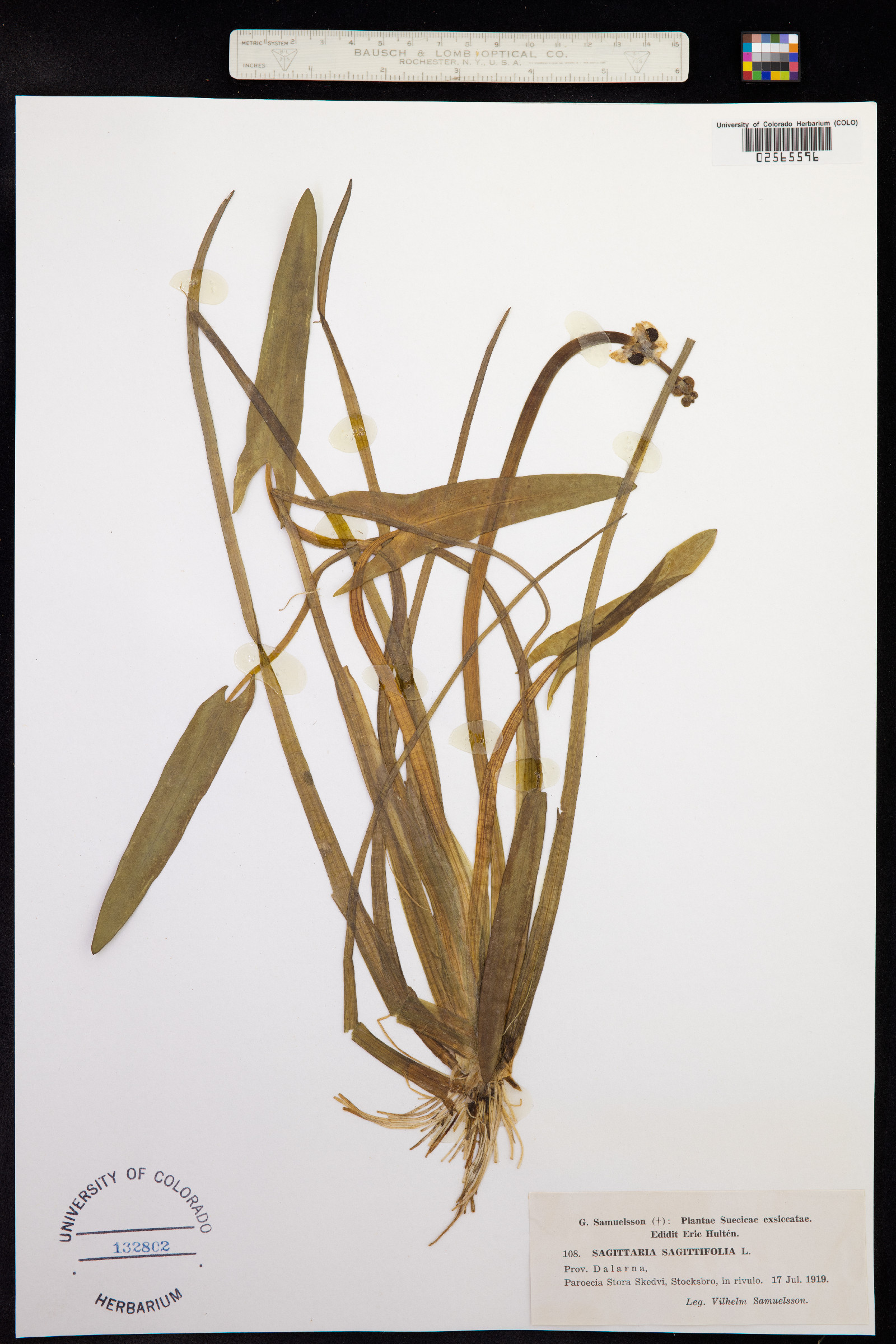 Sagittaria sagittifolia image