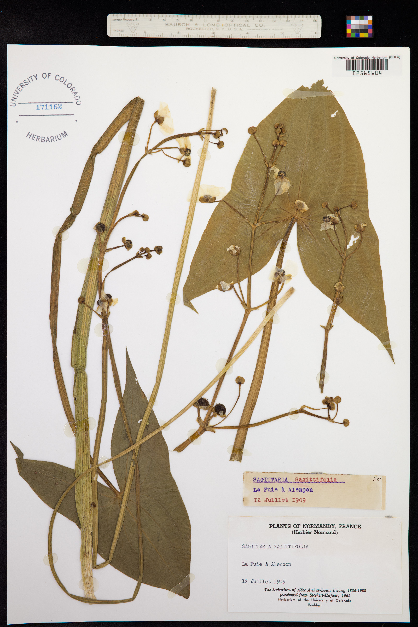 Sagittaria sagittifolia image