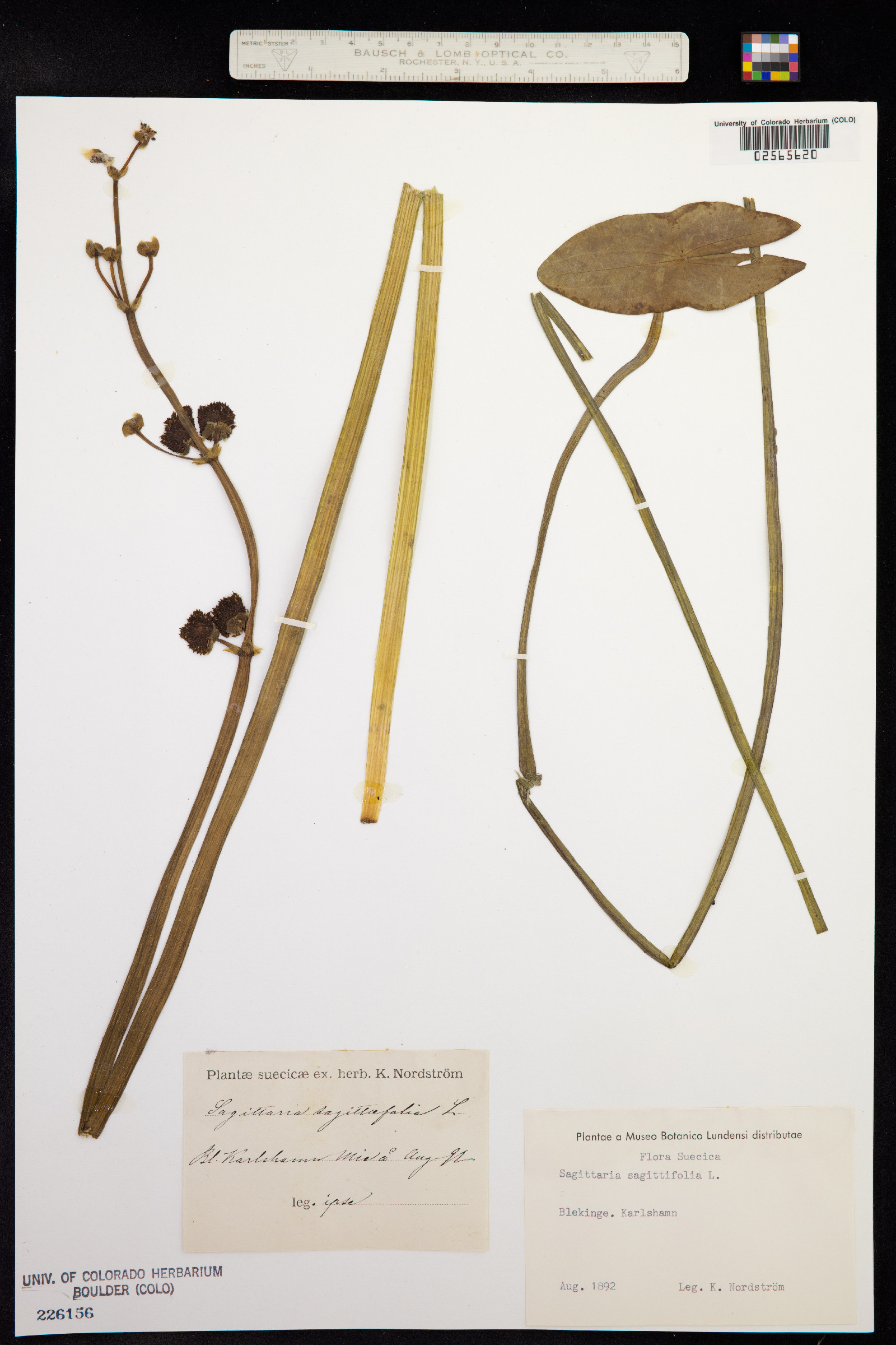 Sagittaria sagittifolia image