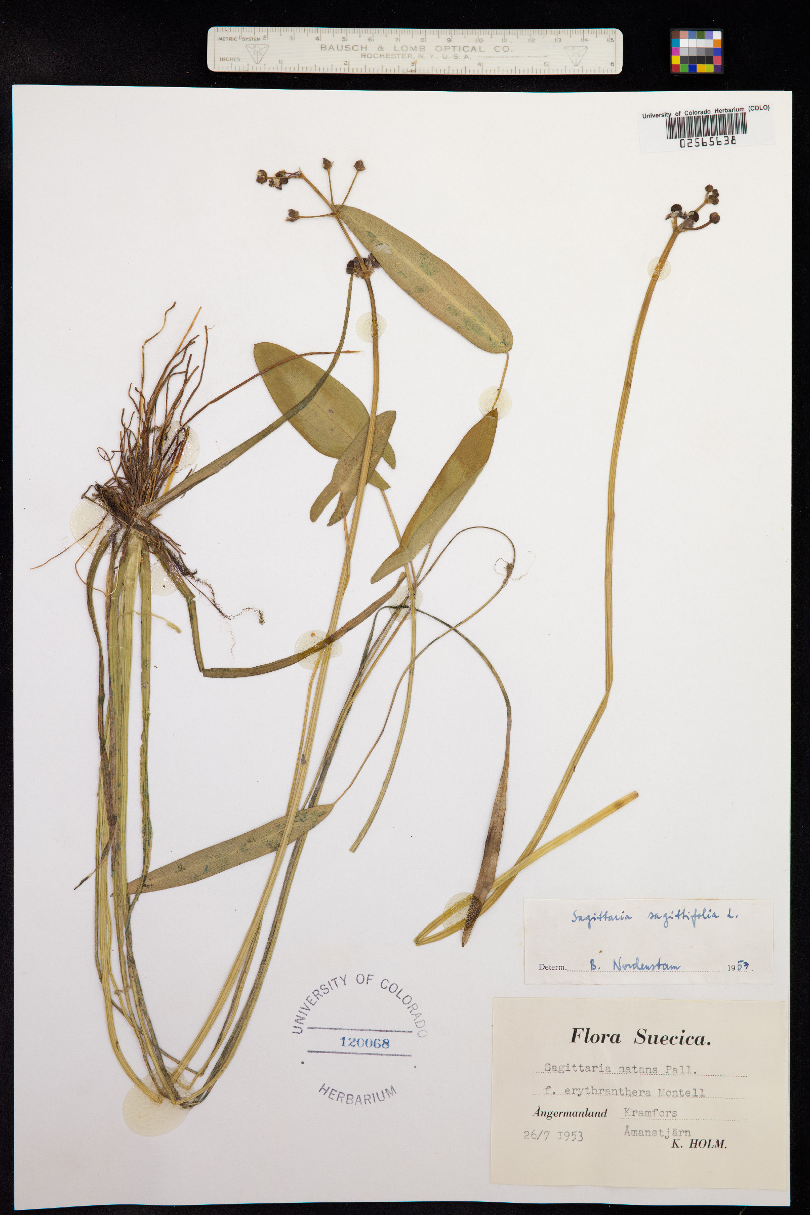 Sagittaria sagittifolia image