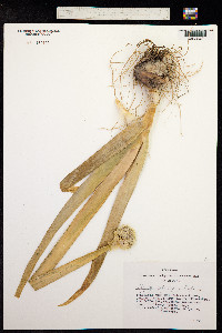 Allium altaicum image
