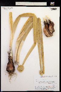 Allium altaicum image