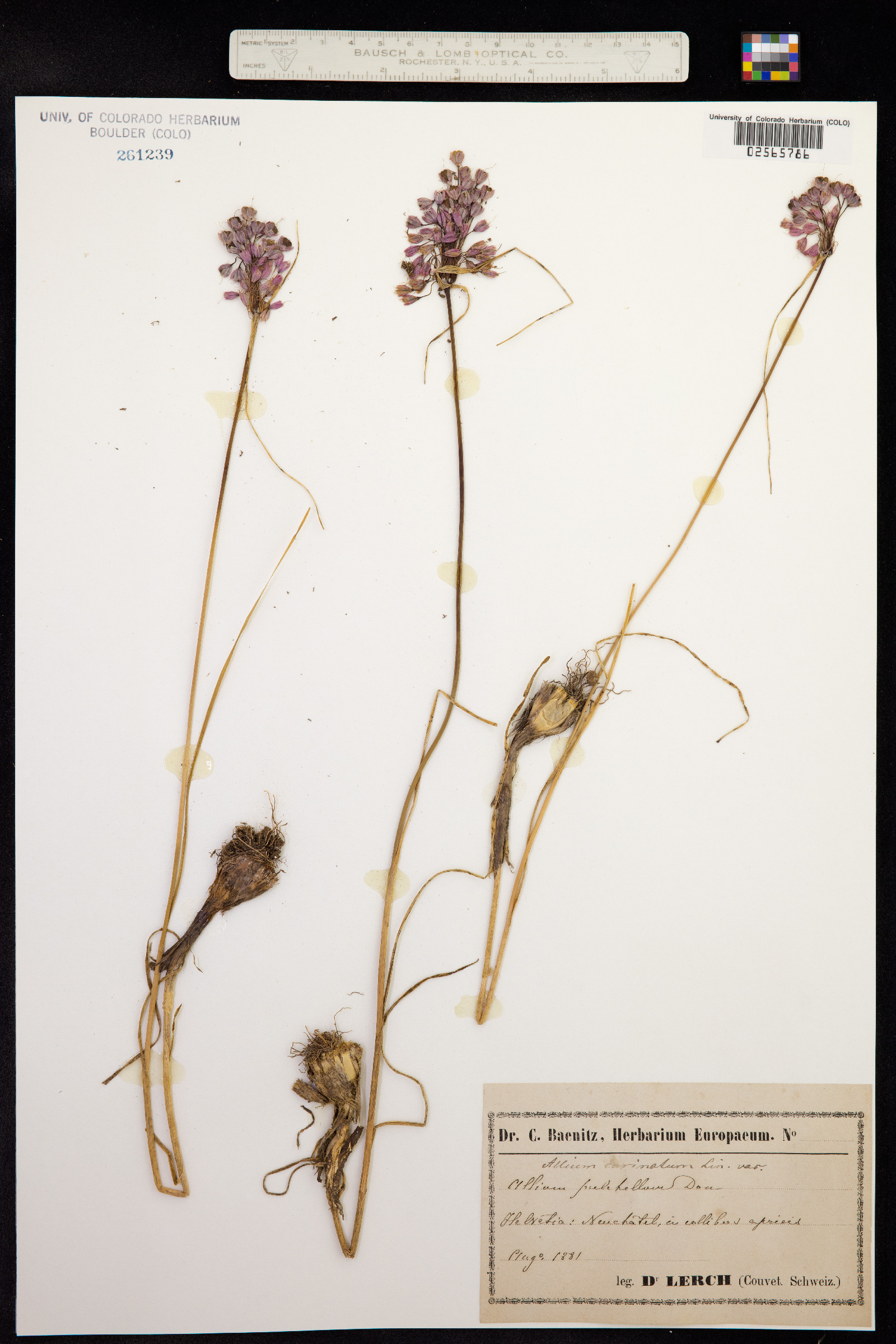 Allium carinatum image