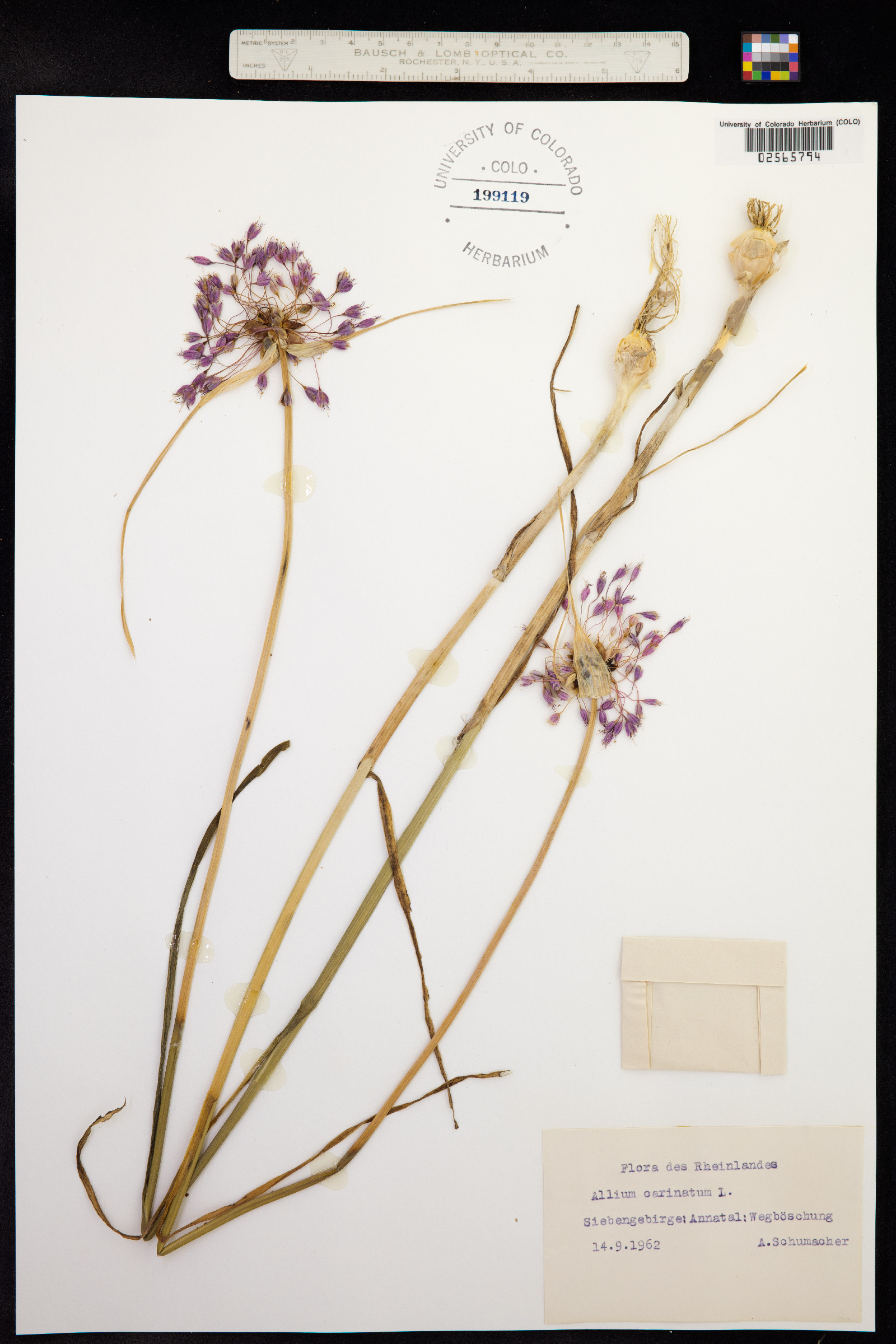 Allium carinatum image