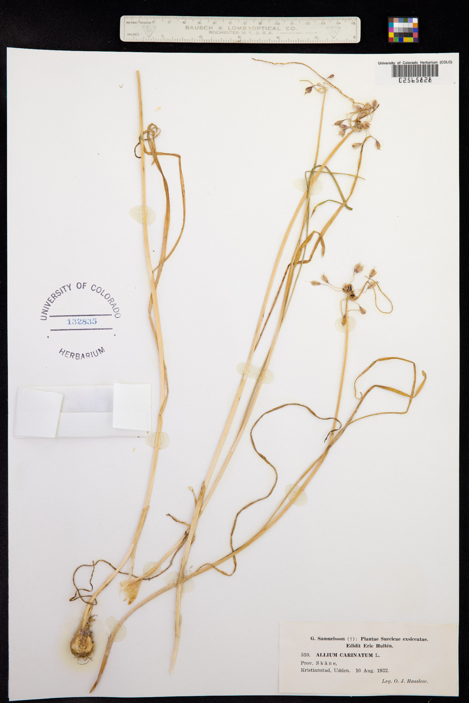 Allium carinatum image