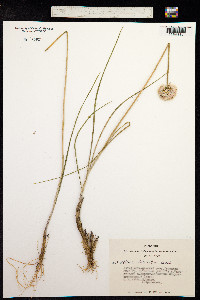 Image of Allium clathratum
