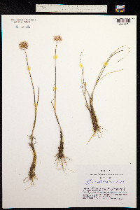 Allium clathratum image