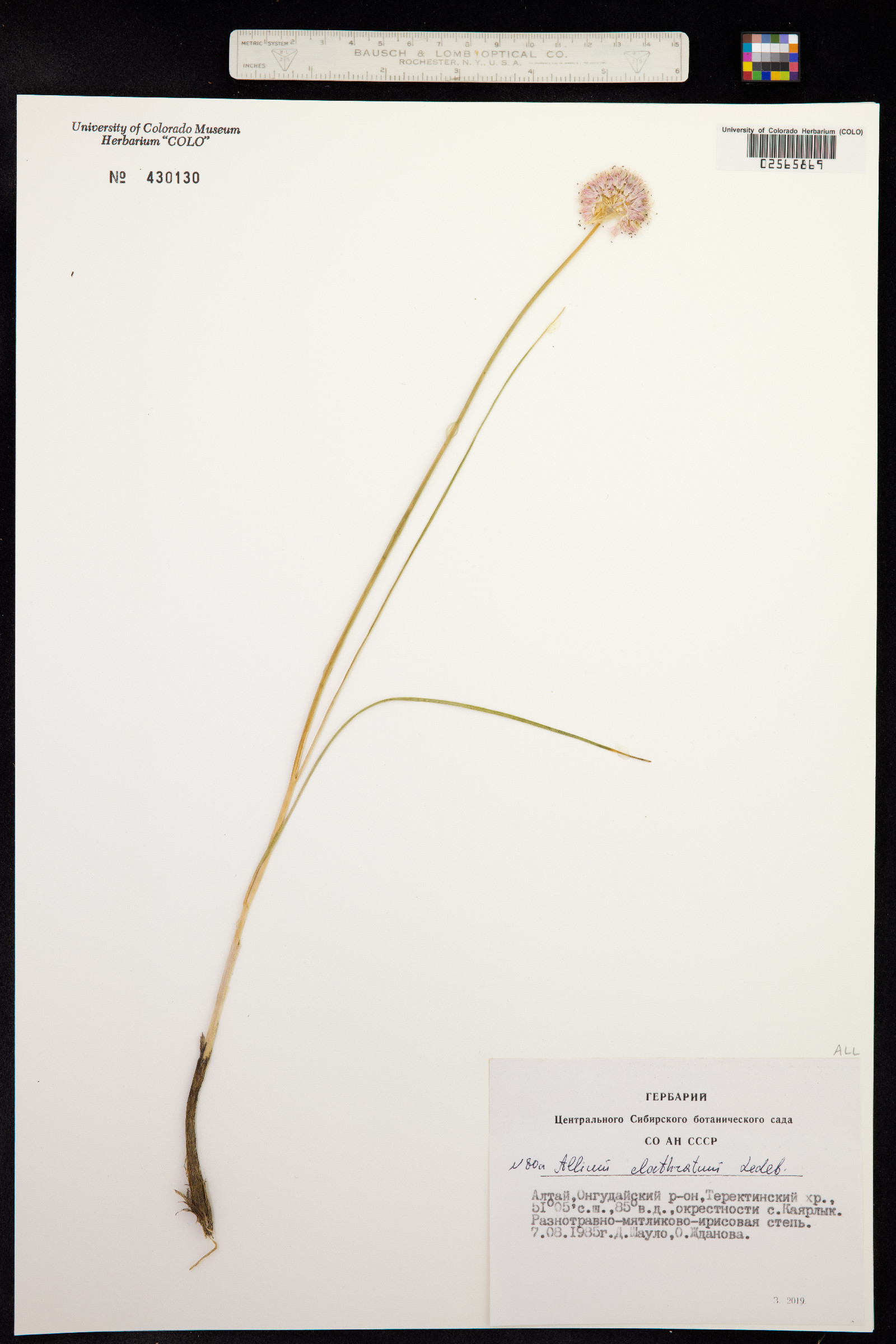 Allium clathratum image