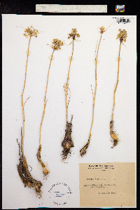 Allium flavum image