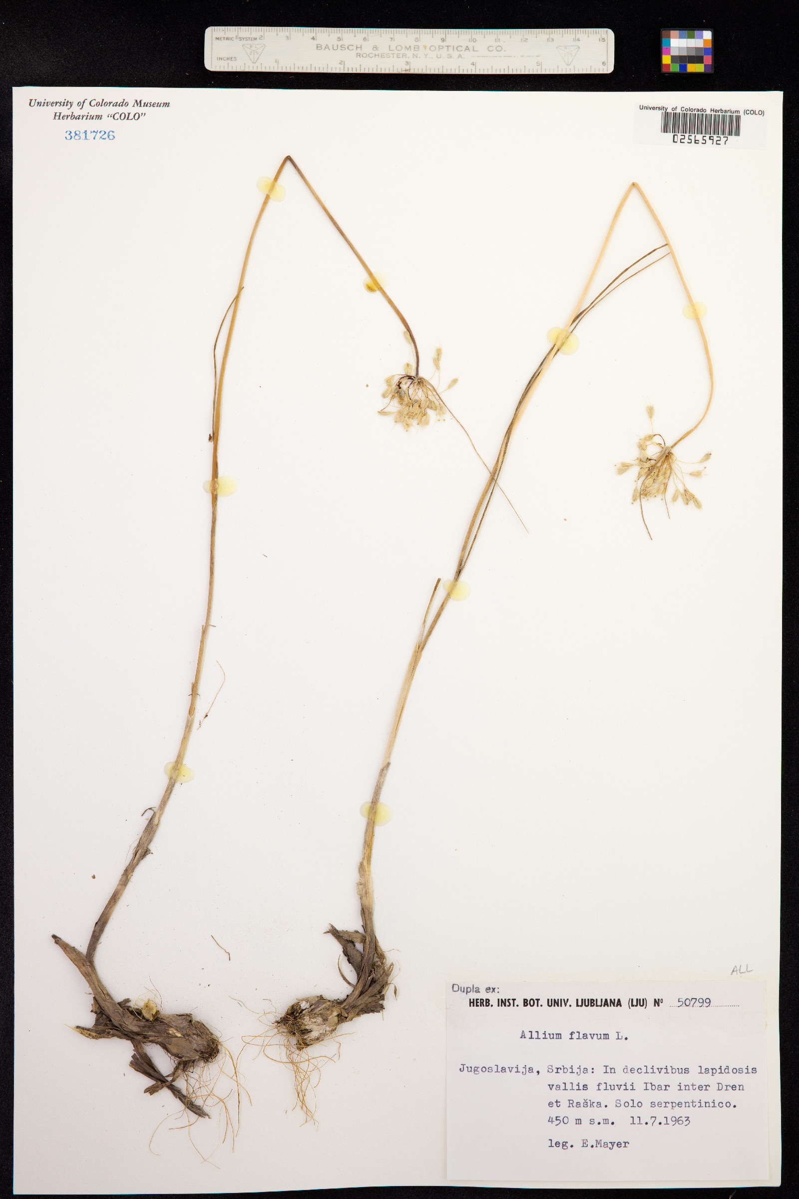 Allium flavum image