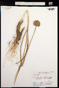 Allium lineare image