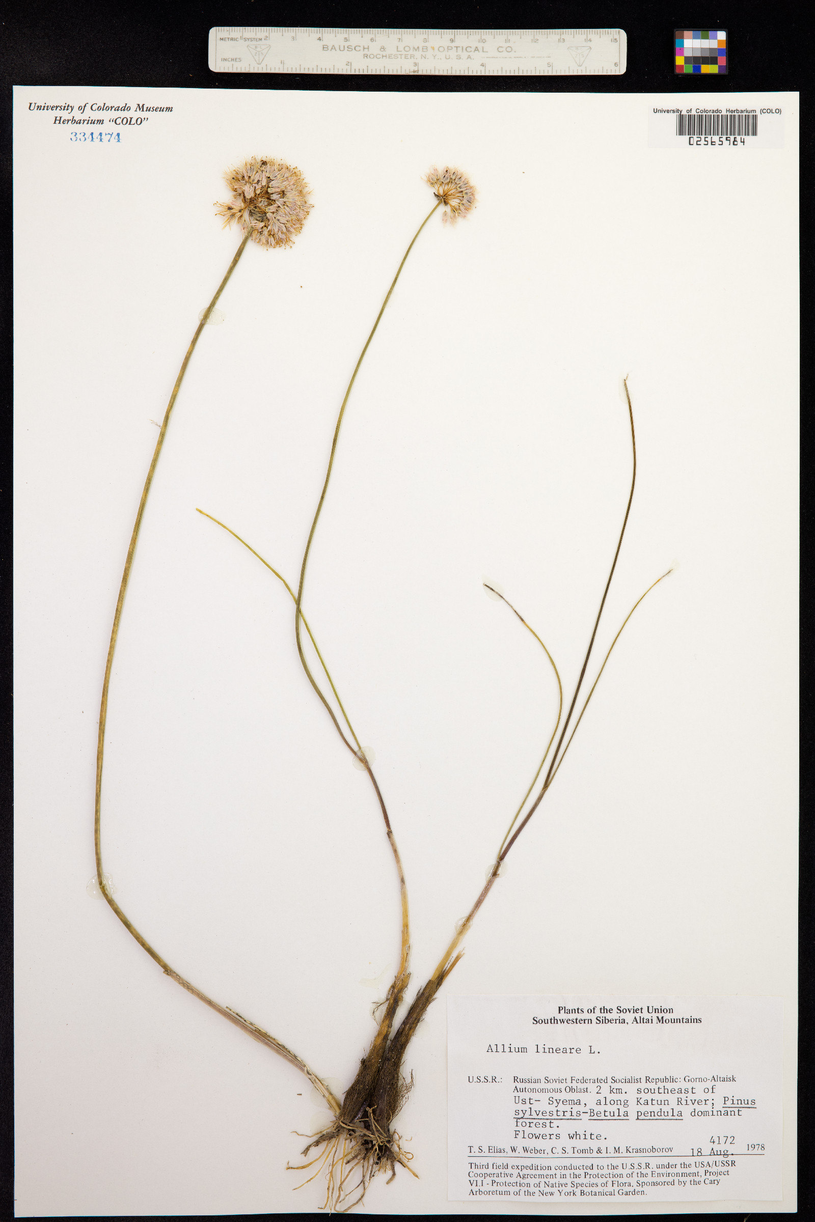 Allium lineare image