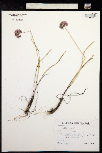 Allium lineare image