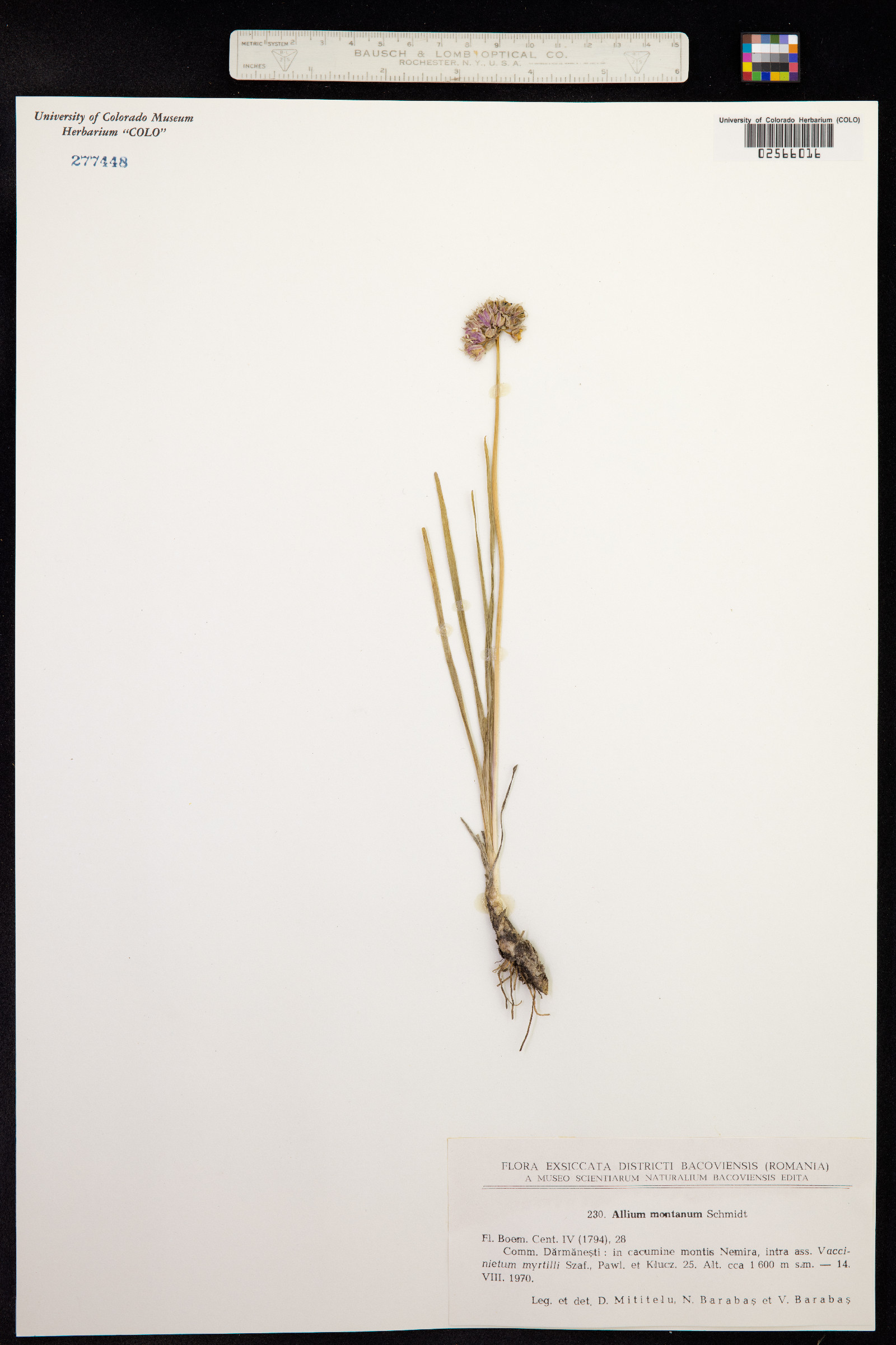 Allium lusitanicum image