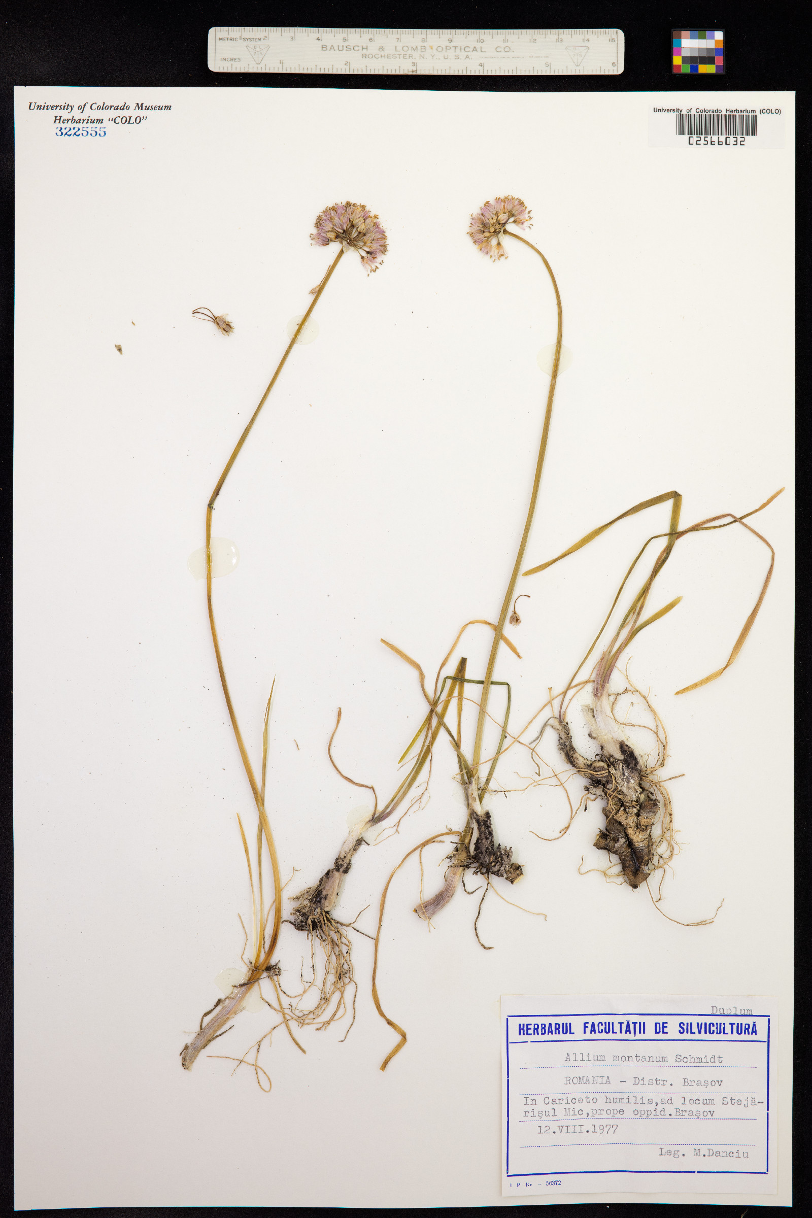Allium lusitanicum image