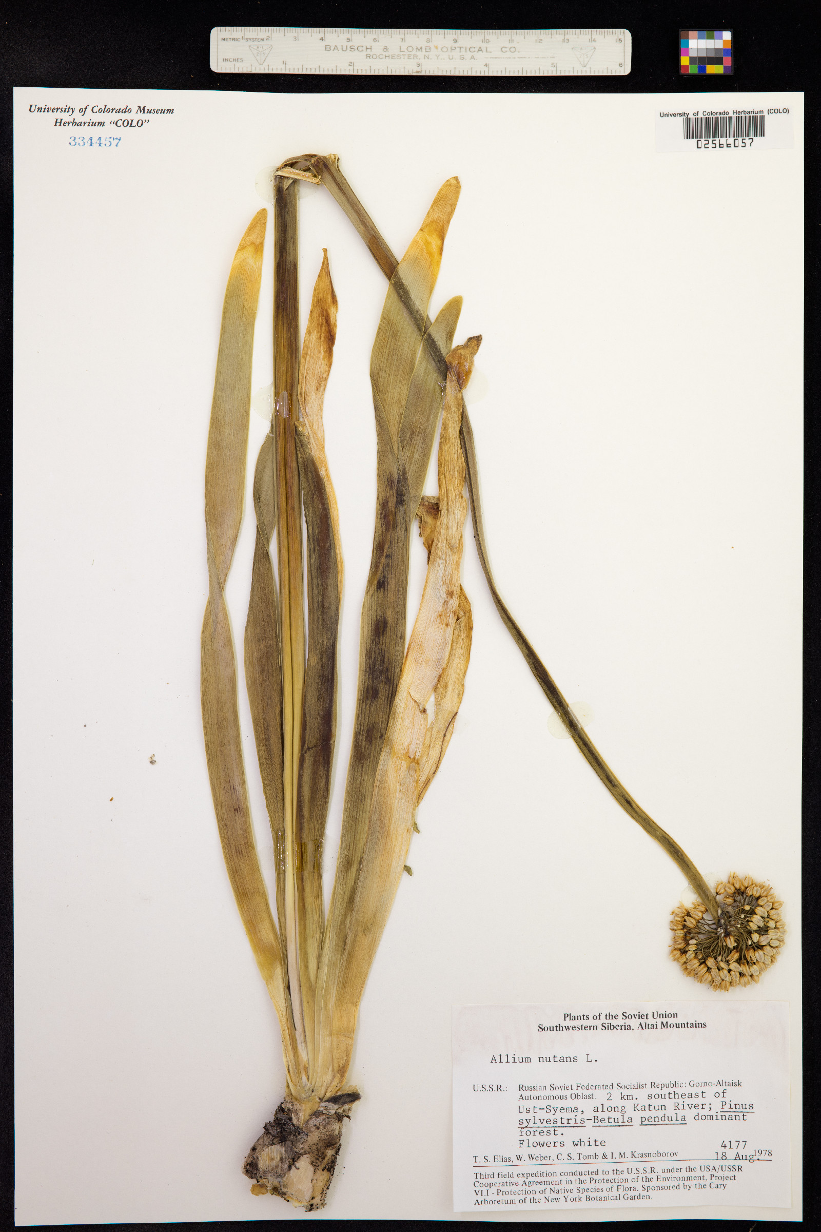 Allium nutans image