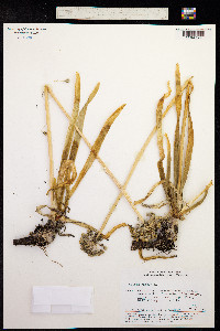 Allium nutans image