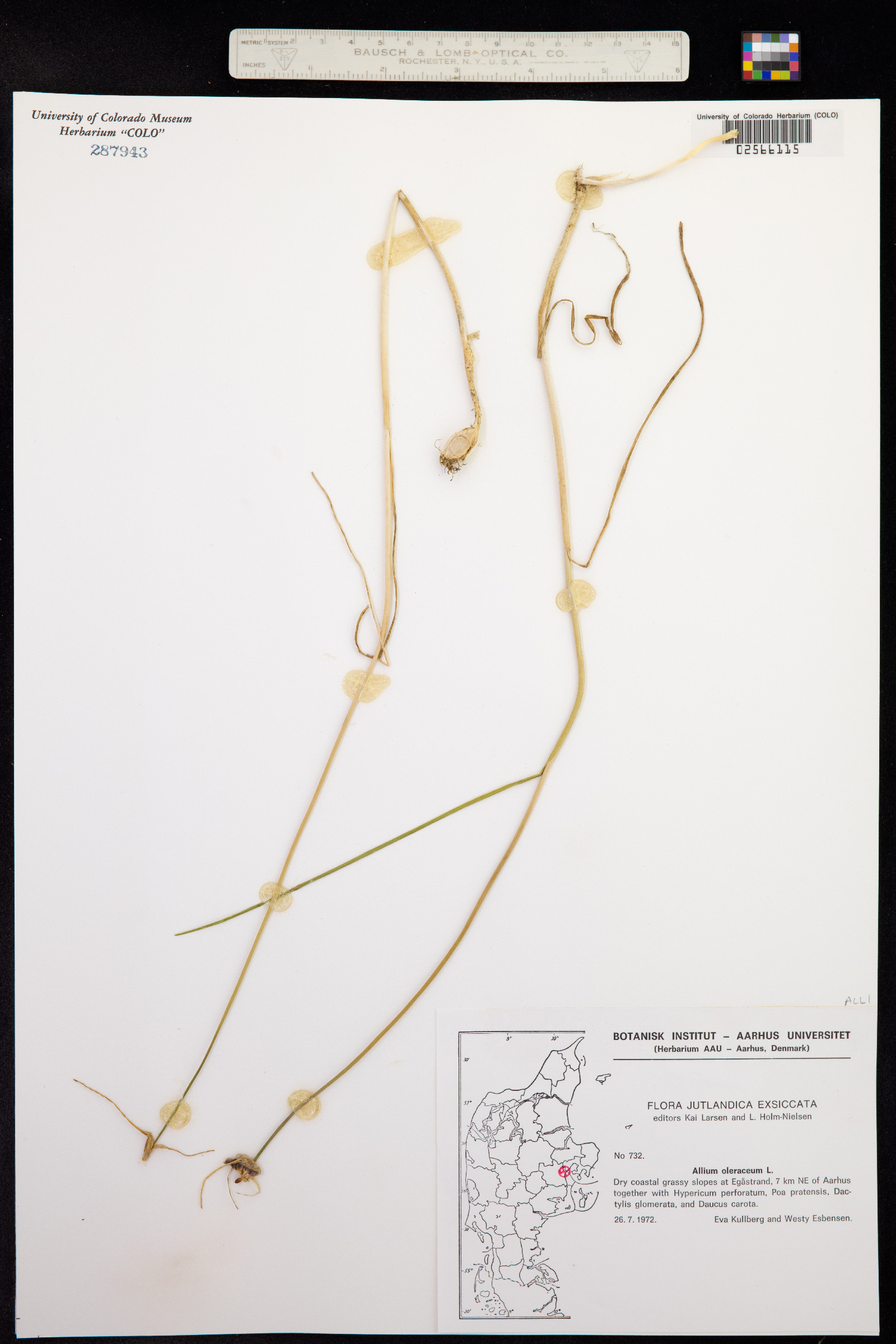 Allium oleraceum image