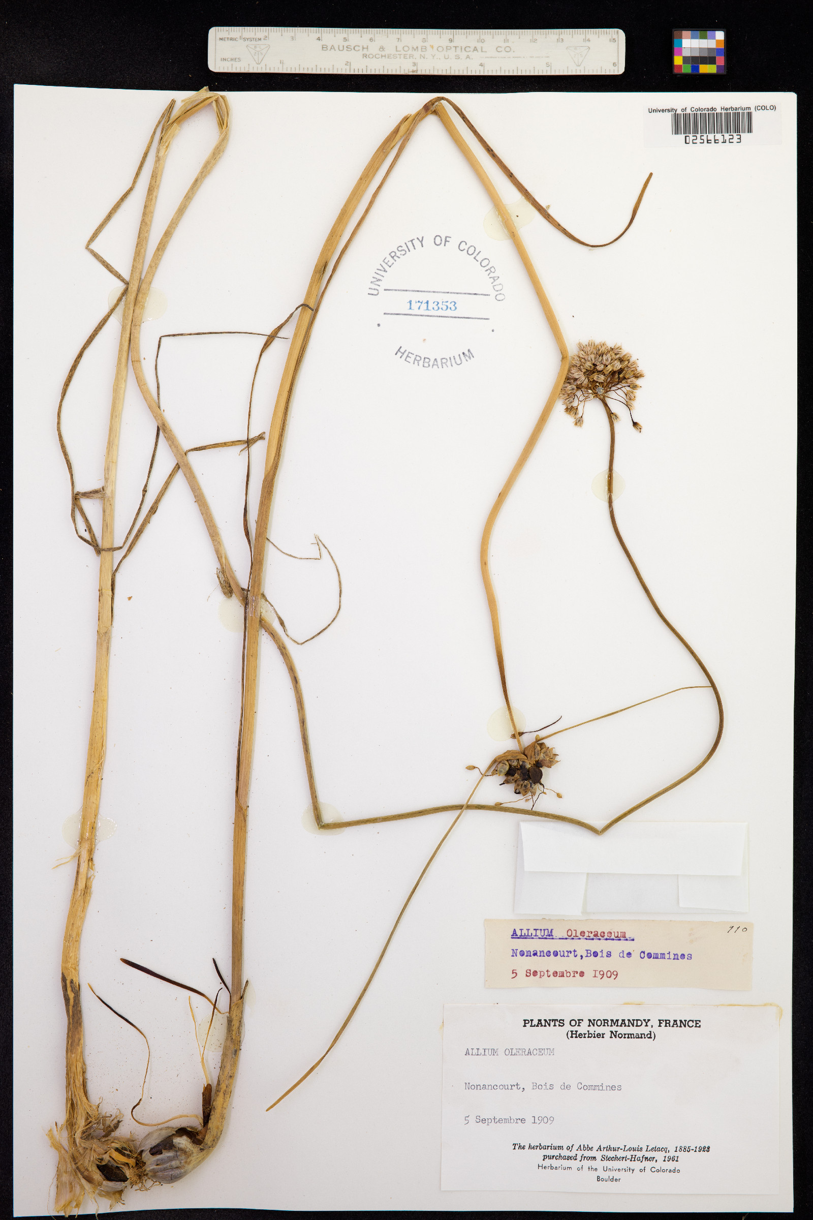 Allium oleraceum image