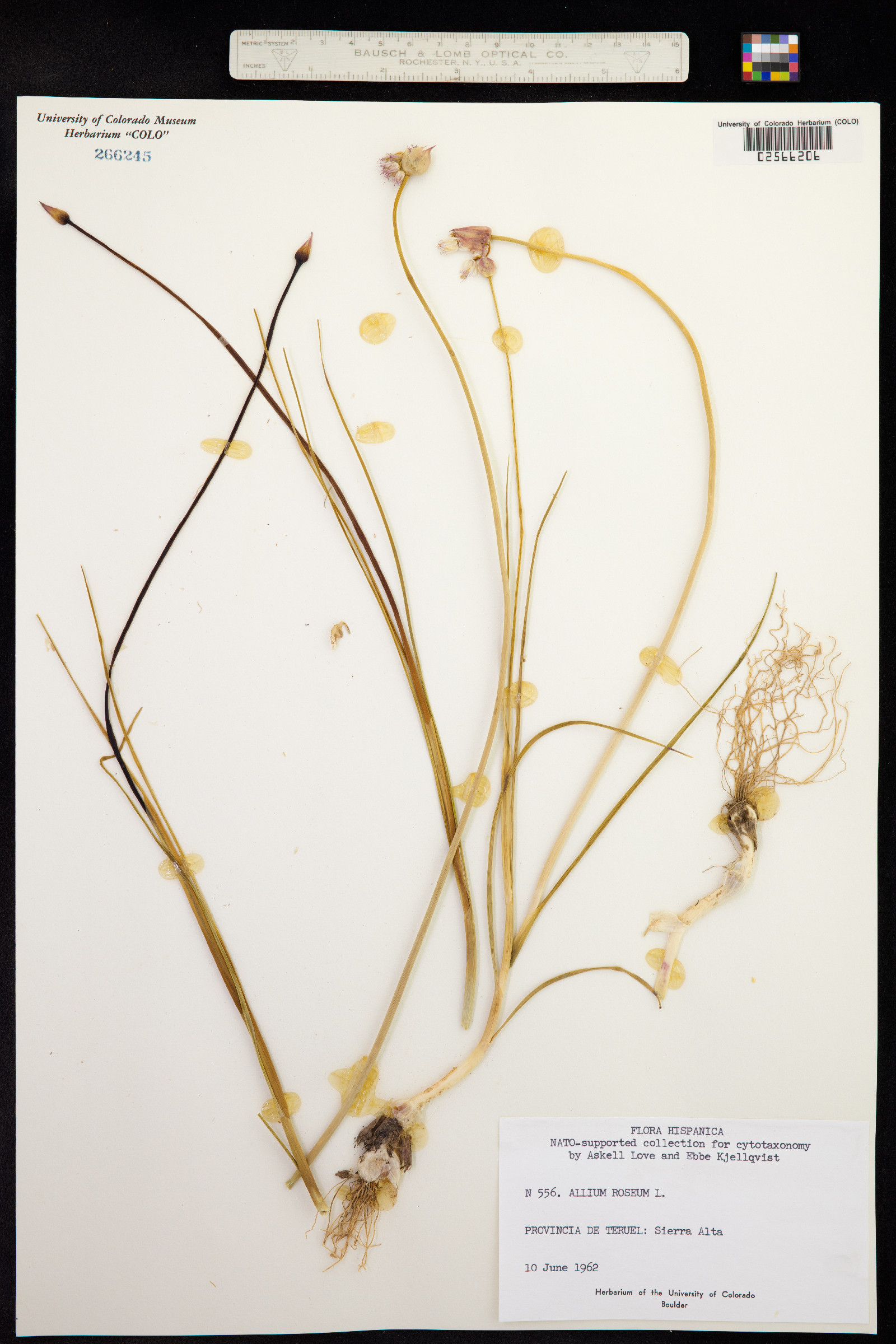Allium roseum image