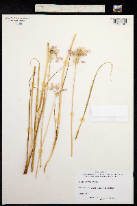 Allium roseum image