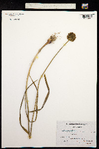 Allium rotundum image