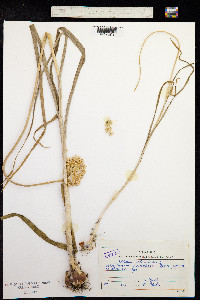 Allium rotundum image