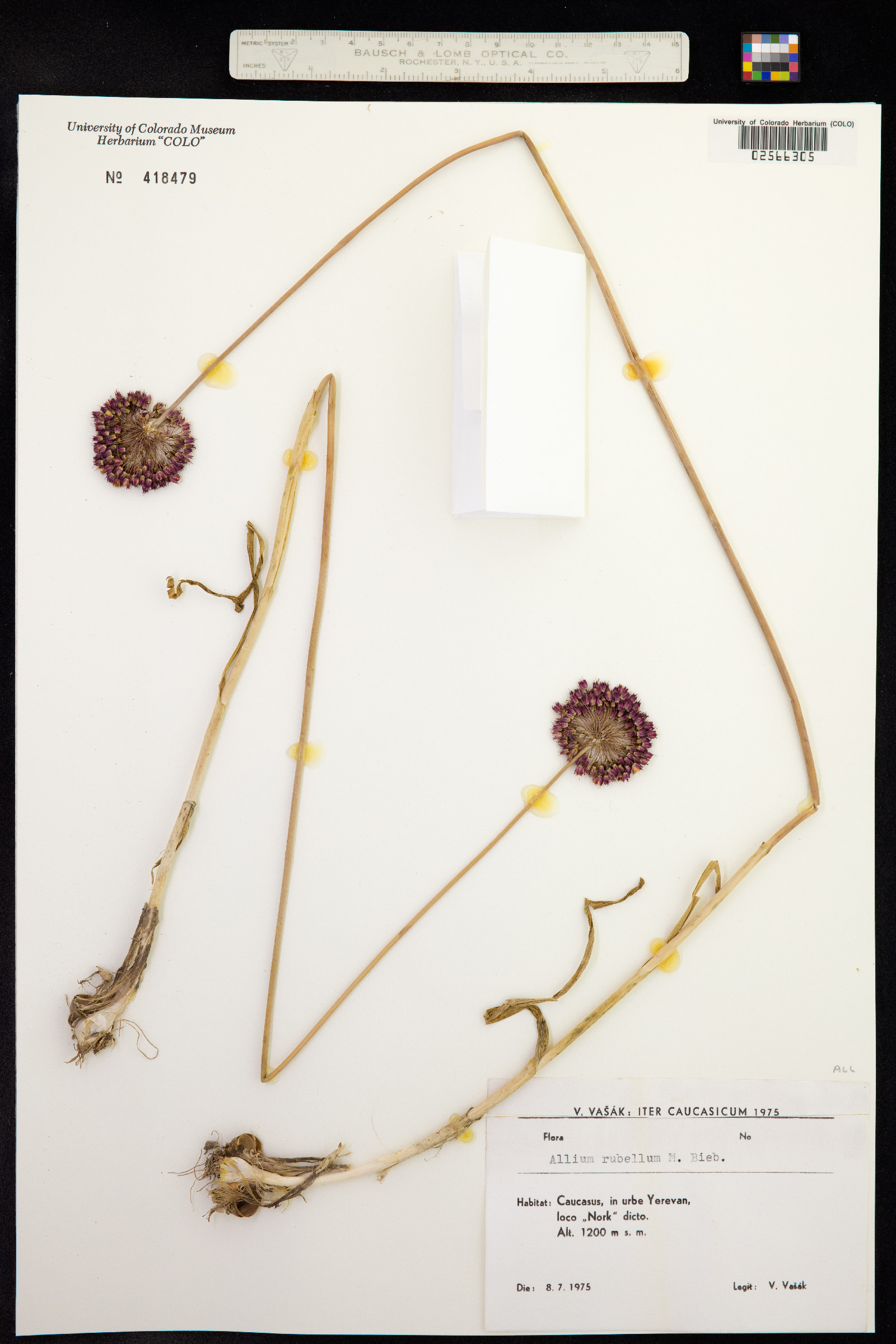 Allium rubellum image