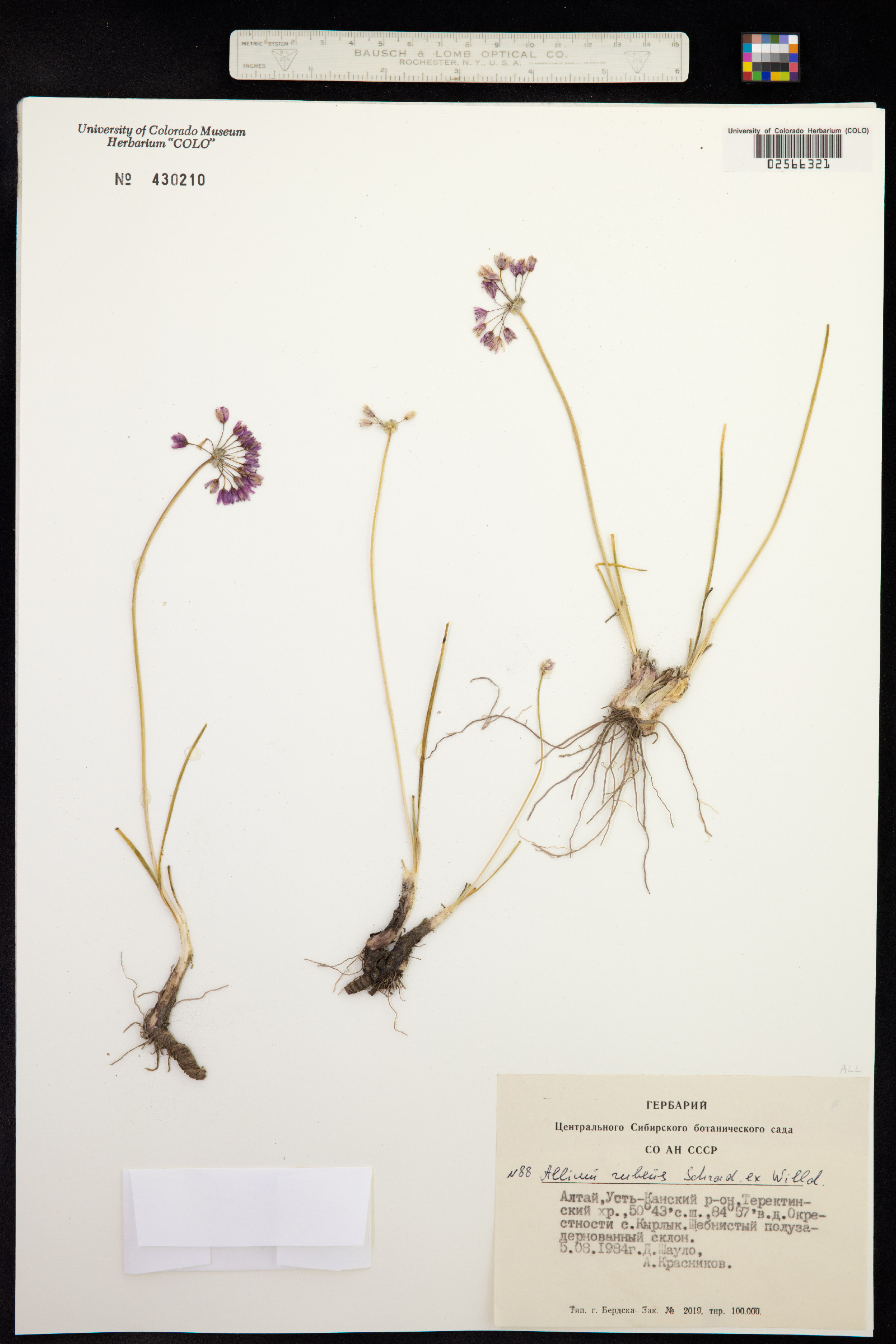 Allium rubens image