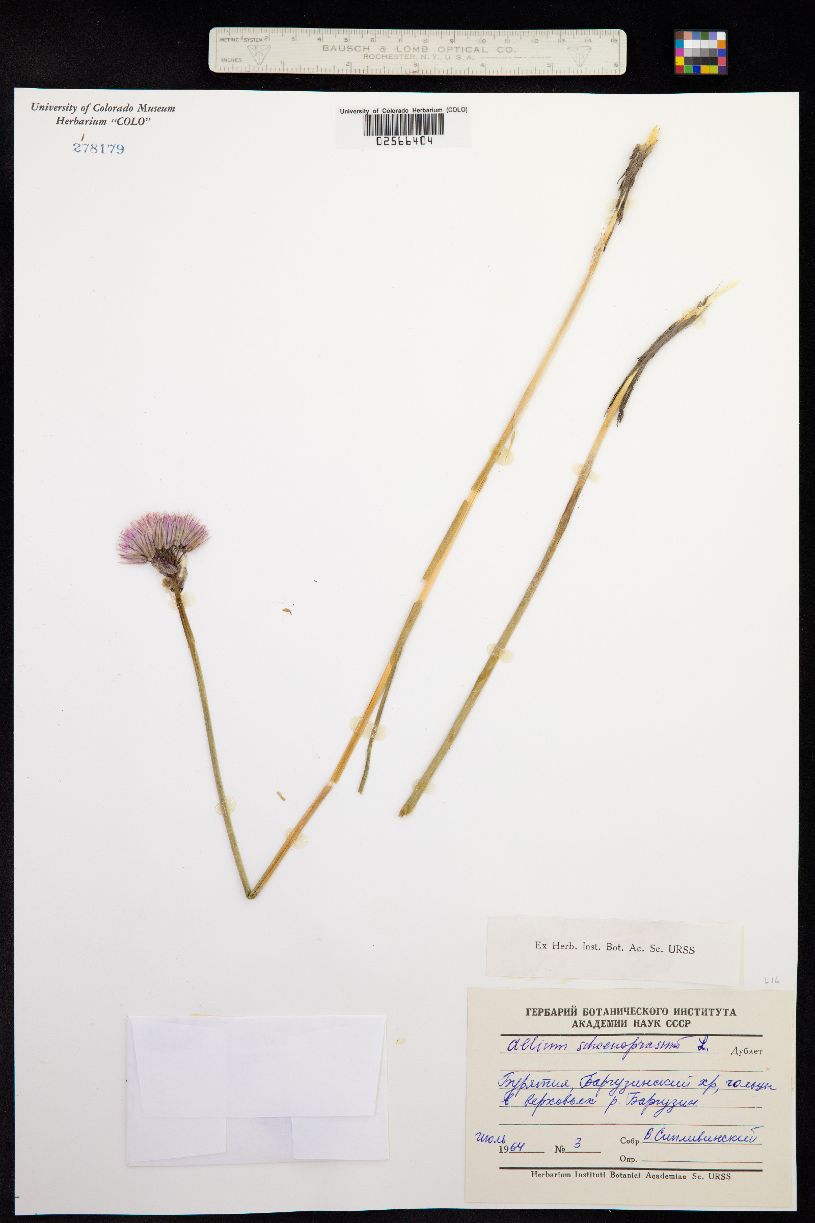 Allium schoenoprasum image