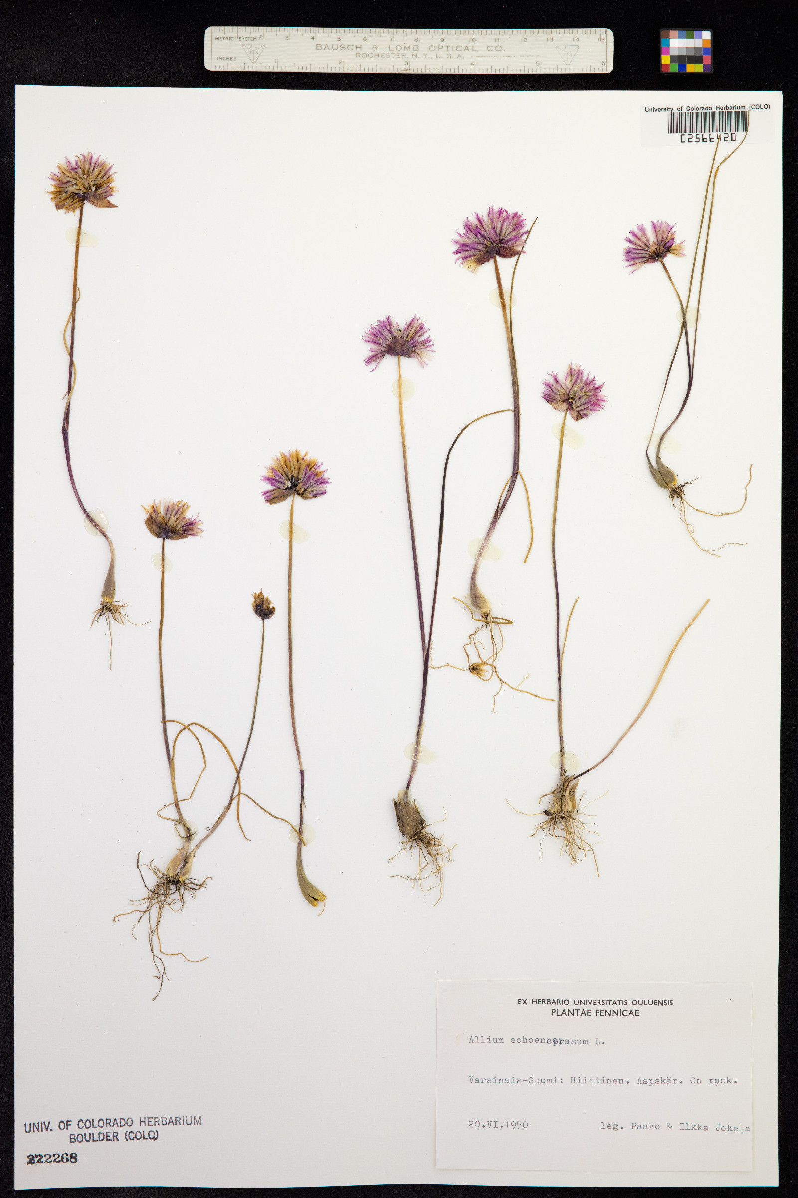 Allium schoenoprasum image