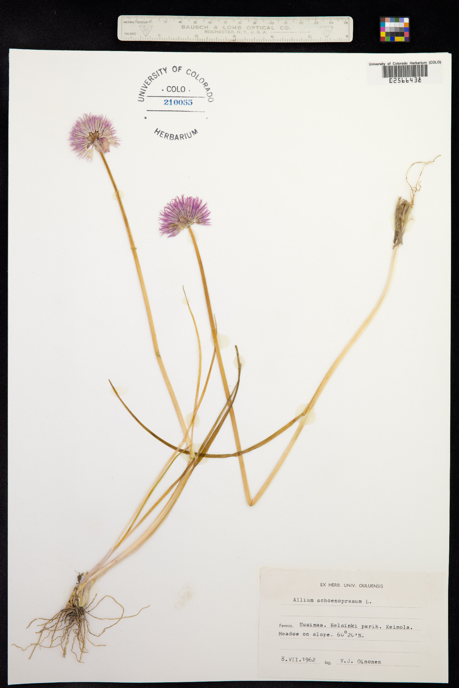 Allium schoenoprasum image