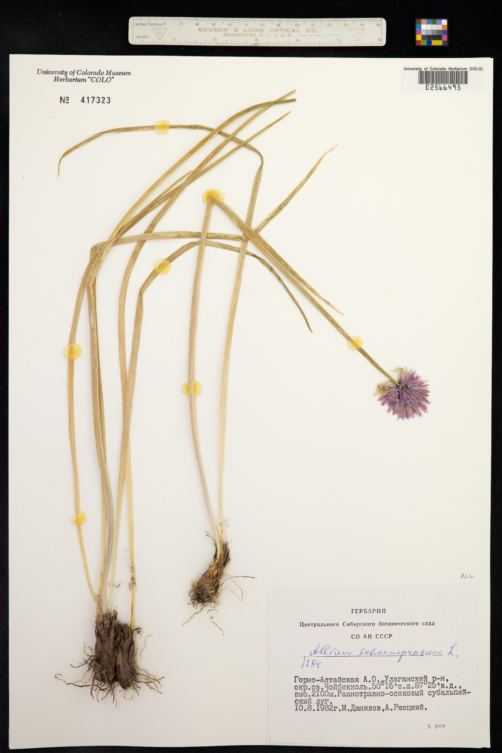 Allium schoenoprasum image