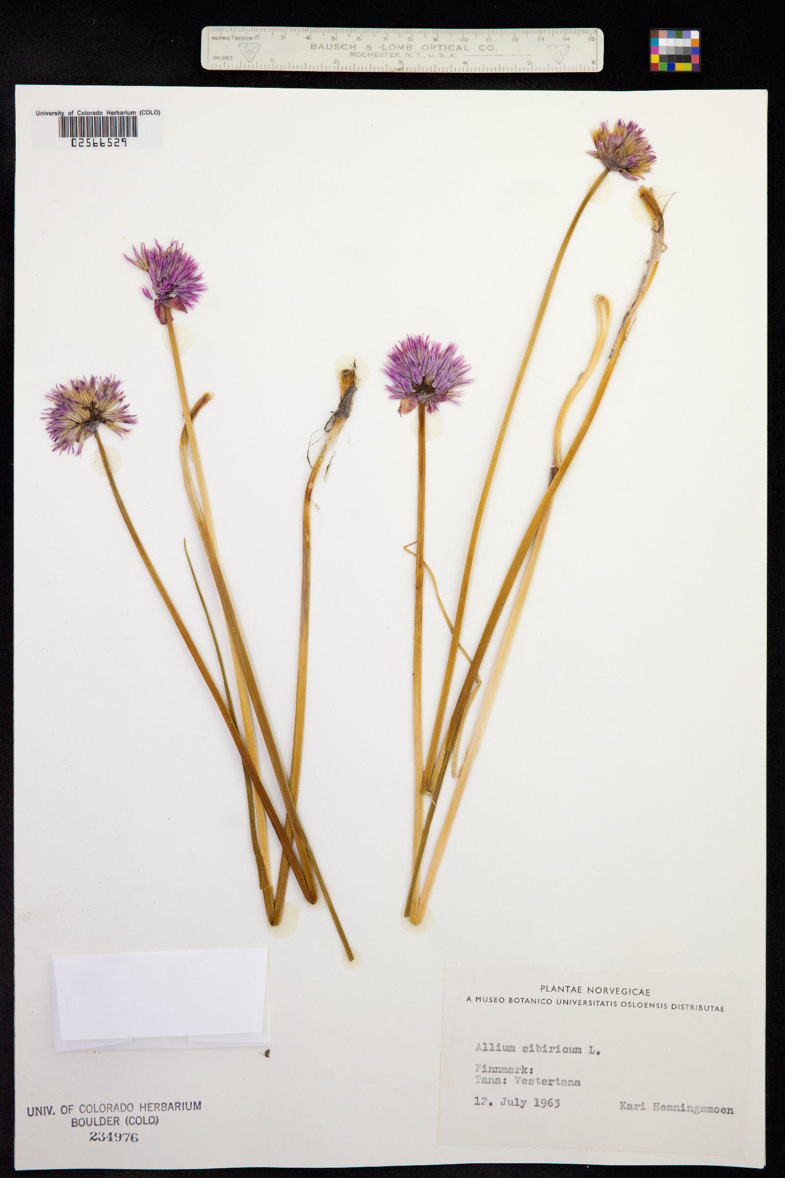 Allium schoenoprasum image