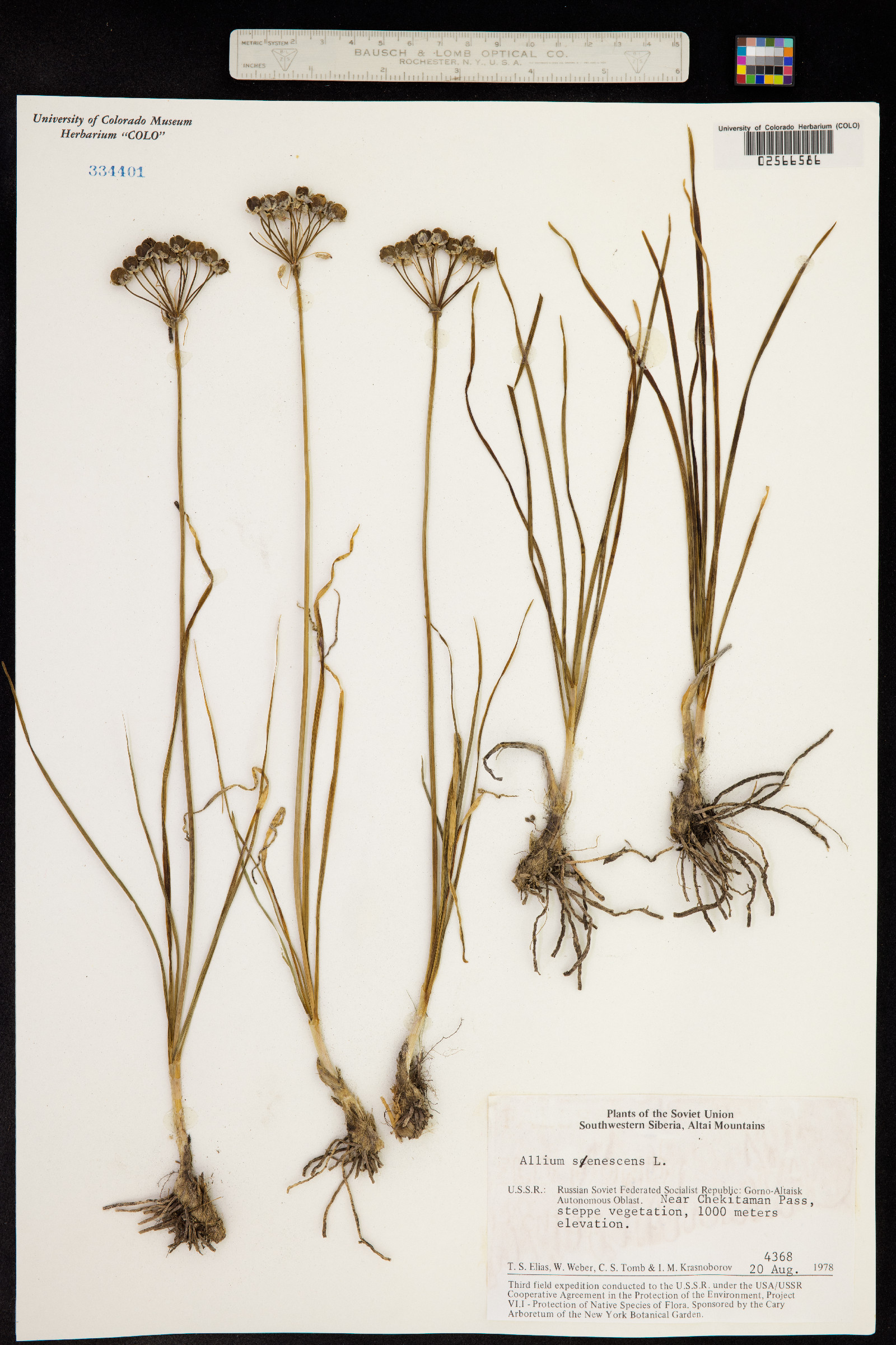 Allium senescens image