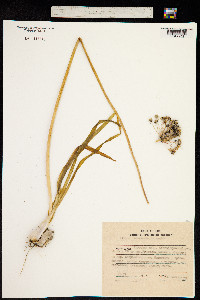 Allium senescens image