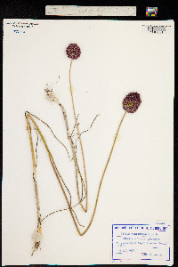 Allium sphaerocephalum image