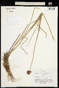 Allium strictum image