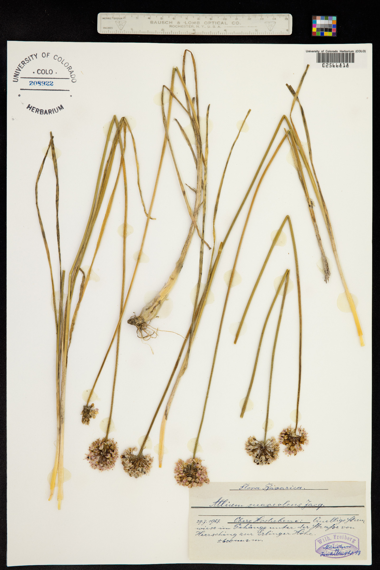 Allium suaveolens image