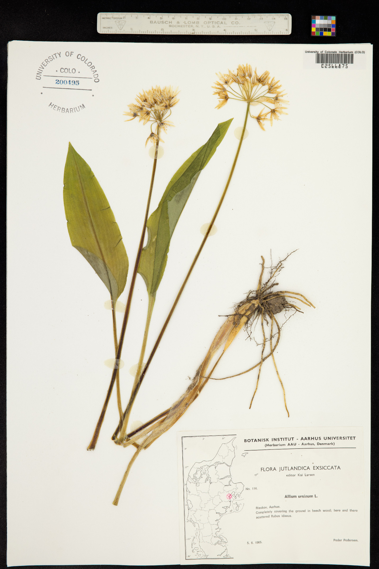 Allium ursinum image