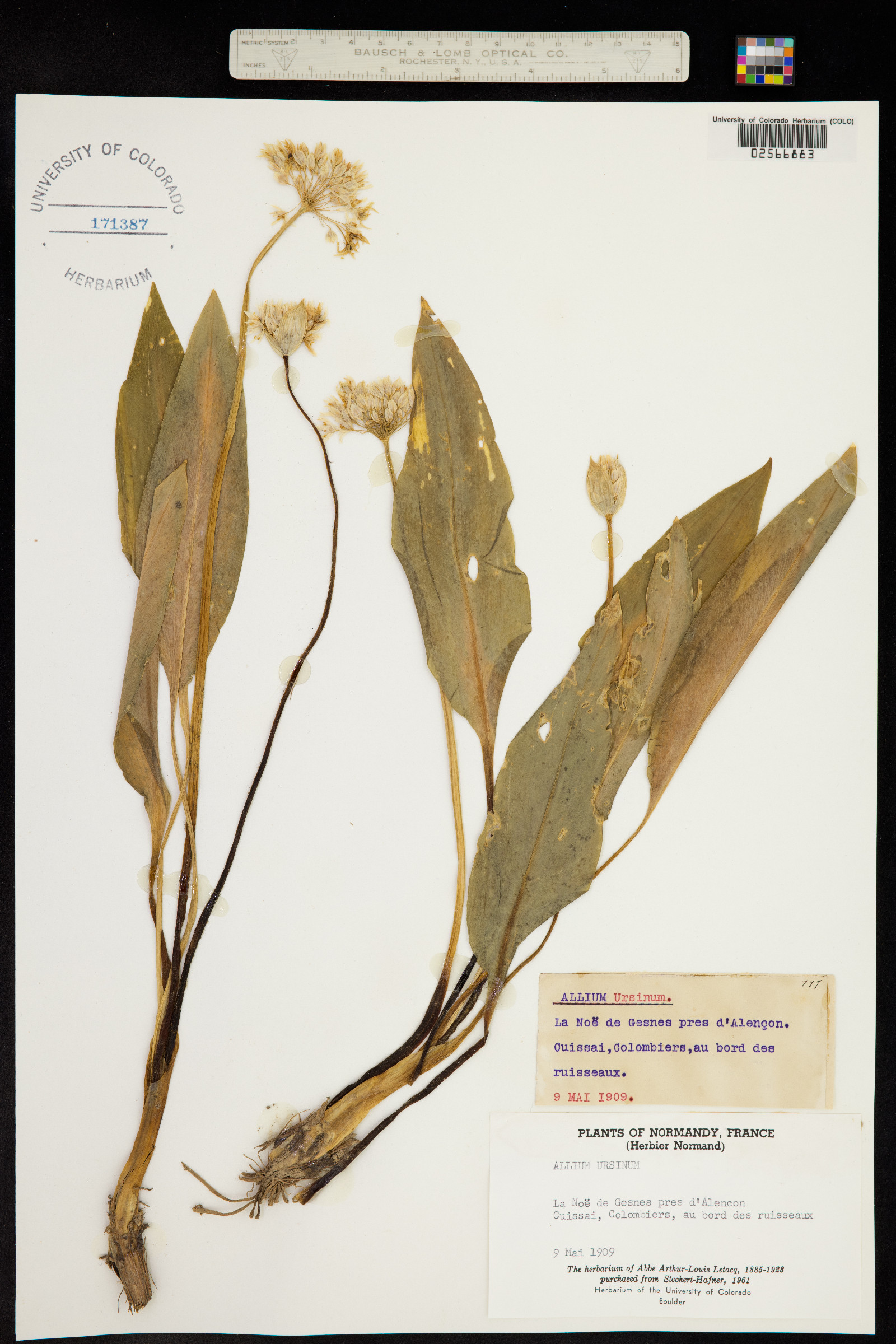 Allium ursinum image