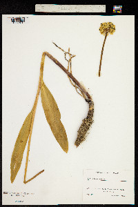 Allium victorialis image