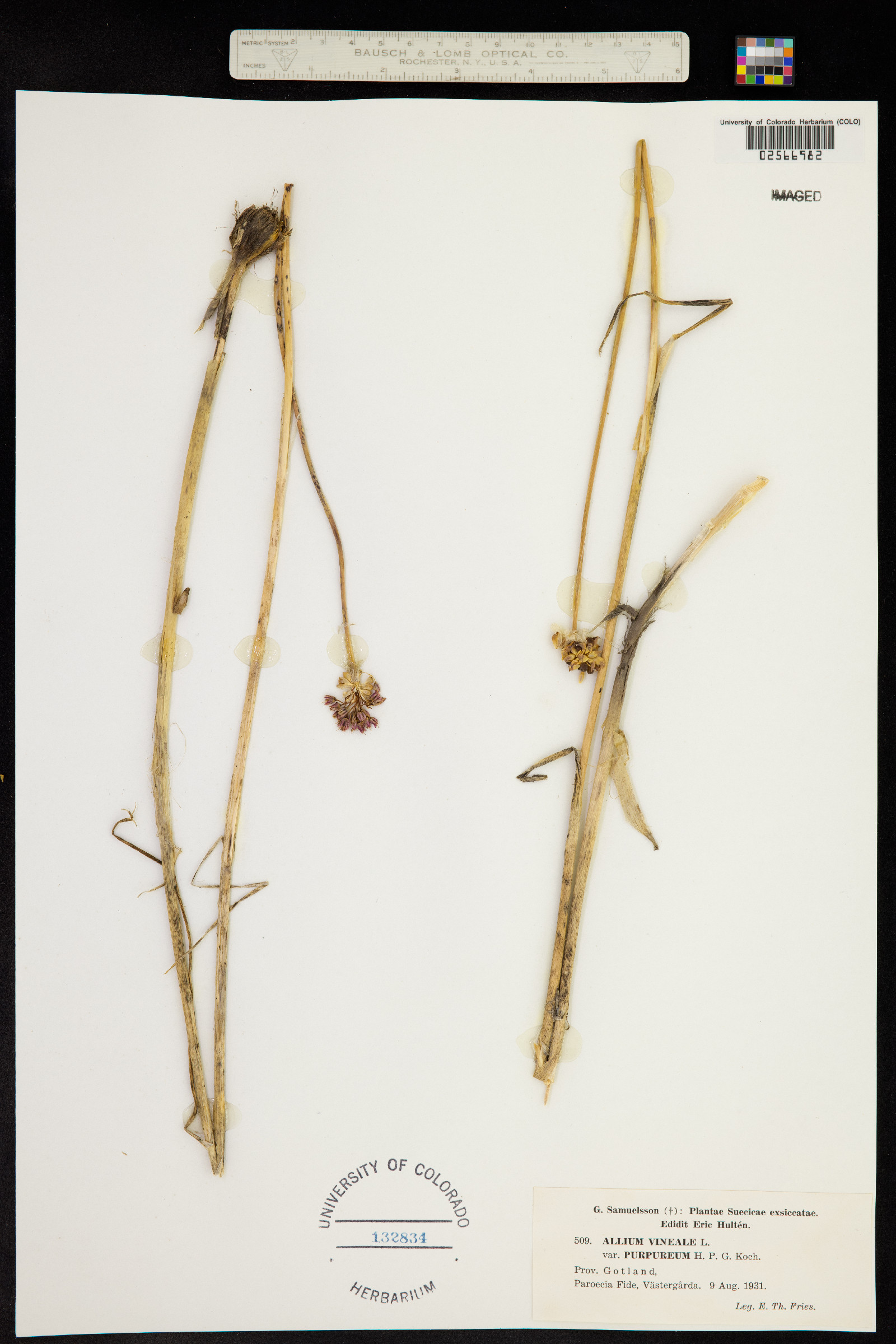 Allium vineale image